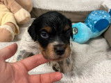6 chiots mâles Épagneuls Bretons noir tricolore LOF disponibles à la réservation