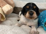 6 chiots mâles Épagneuls Bretons noir tricolore LOF disponibles à la réservation