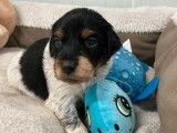 6 chiots mâles Épagneuls Bretons noir tricolore LOF disponibles à la réservation