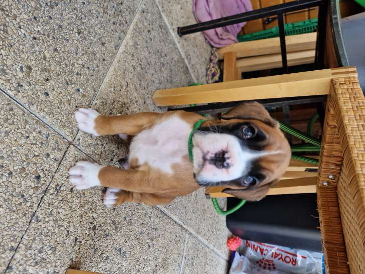 Chiots Boxer à vendre