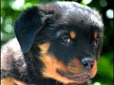 Un chiot m&acirc;le Rottweiler noir et feu LOF &agrave; r&eacute;server