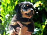 Un chiot m&acirc;le Rottweiler noir et feu LOF &agrave; r&eacute;server