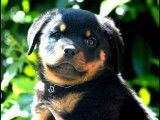 Un chiot m&acirc;le Rottweiler noir et feu LOF &agrave; r&eacute;server