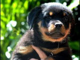 Un chiot m&acirc;le Rottweiler noir et feu LOF &agrave; r&eacute;server