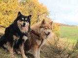 À acheter un chien mâle Finnois de Laponie LOF