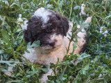 3 chiots Lagotto Romagnolo bicolores à réserver (LOF)