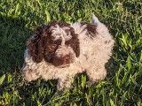 3 chiots Lagotto Romagnolo bicolores à réserver (LOF)