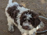 3 chiots Lagotto Romagnolo bicolores à réserver (LOF)