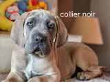 4 chiots Cane Corso LOF disponibles à la vente