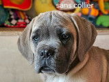 4 chiots Cane Corso LOF disponibles à la vente