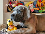 4 chiots Cane Corso LOF disponibles à la vente