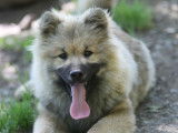 Un chiot mâle Eurasier LOF à vendre