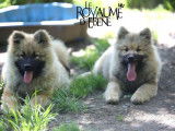 Un chiot mâle Eurasier LOF à vendre