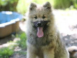 Un chiot mâle Eurasier LOF à vendre