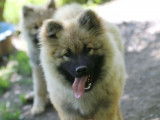 Un chiot mâle Eurasier LOF à vendre