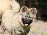 Un chiot mâle Eurasier LOF à vendre
