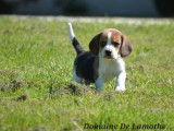 Disponibles à la réservation 4 chiots Beagles LOF