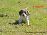 Disponibles à la réservation 4 chiots Beagles LOF