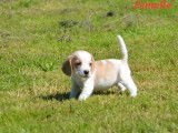 Disponibles à la réservation 4 chiots Beagles LOF