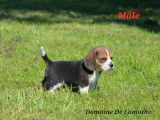 Disponibles à la réservation 4 chiots Beagles LOF