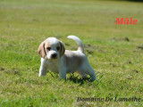 Disponibles à la réservation 4 chiots Beagles LOF