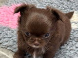 Disponible de suite 1 chiot Chihuahua poil long LOF de couleur chocolat
