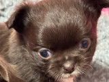 Disponible de suite 1 chiot Chihuahua poil long LOF de couleur chocolat