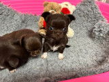 Disponible de suite 1 chiot Chihuahua poil long LOF de couleur chocolat