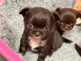 Disponible de suite 1 chiot Chihuahua poil long LOF de couleur chocolat