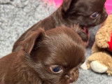 Disponible de suite 1 chiot Chihuahua poil long LOF de couleur chocolat