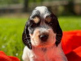 Des chiots Cockers Anglais LOF disponibles à la réservation