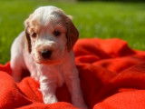 Des chiots Cockers Anglais LOF disponibles à la réservation