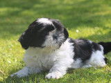 &Agrave; vendre un chiot m&acirc;le Shih Tzu LOF noir et blanc