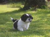 &Agrave; vendre un chiot m&acirc;le Shih Tzu LOF noir et blanc