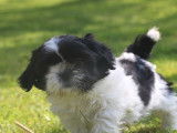 &Agrave; vendre un chiot m&acirc;le Shih Tzu LOF noir et blanc