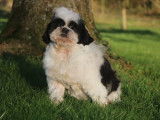 &Agrave; vendre un chiot m&acirc;le Shih Tzu LOF noir et blanc