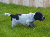 À réserver, 6 chiots Épagneuls Bleus de Picardie LOF