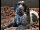 À réserver, 6 chiots Épagneuls Bleus de Picardie LOF