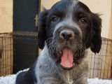 À réserver, 6 chiots Épagneuls Bleus de Picardie LOF