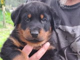 Chiots Beauceron LOF à vendre