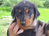 Chiots Beauceron LOF à vendre