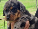 Chiots Beauceron LOF à vendre