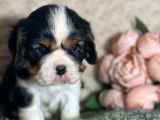 3 chiots mâles Cavalier King Charles LOF à réserver