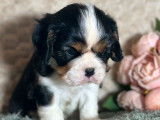 3 chiots mâles Cavalier King Charles LOF à réserver