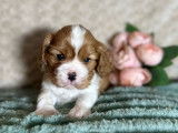 3 chiots mâles Cavalier King Charles LOF à réserver