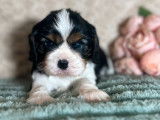 3 chiots mâles Cavalier King Charles LOF à réserver