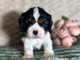 3 chiots mâles Cavalier King Charles LOF à réserver
