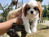 À vendre: chiot mâle Cavalier King Charles LOF