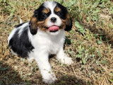 À vendre: chiot mâle Cavalier King Charles LOF