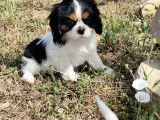À vendre: chiot mâle Cavalier King Charles LOF